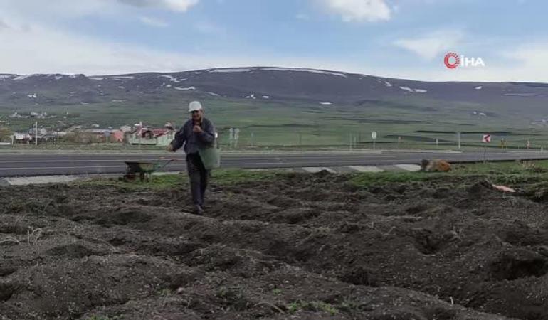 foto-Ardahanlı çiftçiler yağışlar nedeniyle mahsullerini iki ay geç ekti